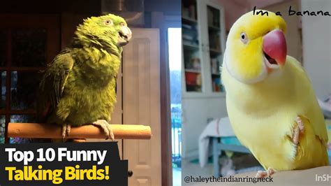 funny bird videos|funny birds videos on youtube.